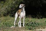 WHIPPET 084